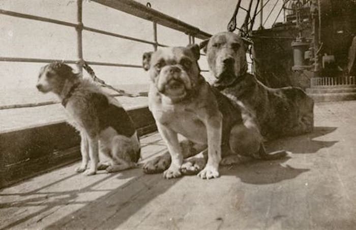 Собаки на Титанике
