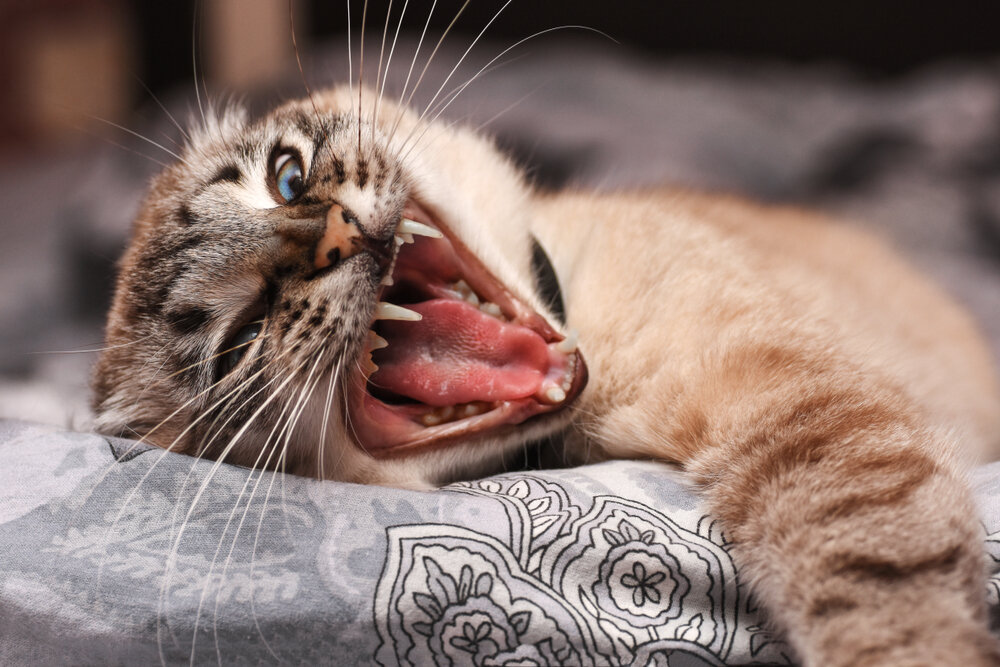 4 причины проявления агрессии у кошек