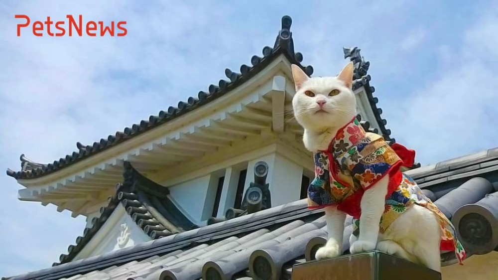 Домашние животные в Японии: дорого, модно, престижно