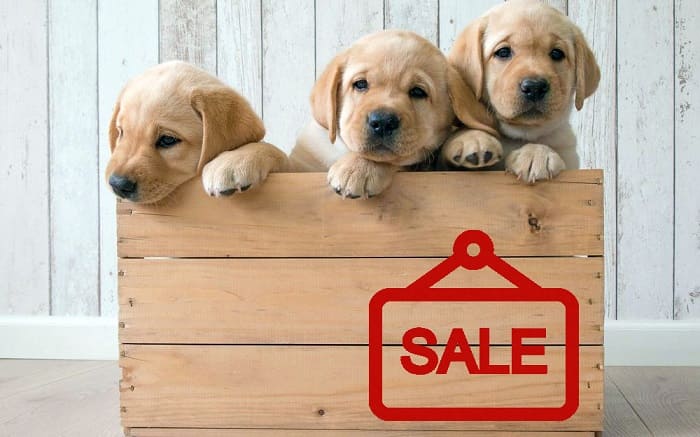 Питомник_1 (1)