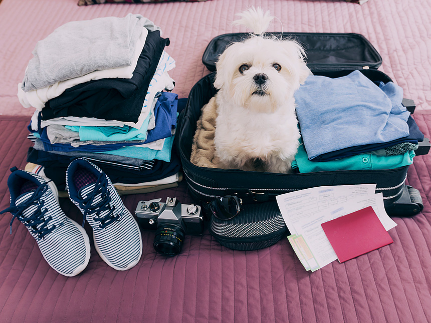 %D0%B4%D0%BE%D0%BF%D1%83%D0%BB%D1%83%D0%B3%D0%B0-%D1%81-%D0%B6%D0%B8%D0%B2%D0%BE%D1%82%D0%BD%D1%8B%D0%BC%D0%B82