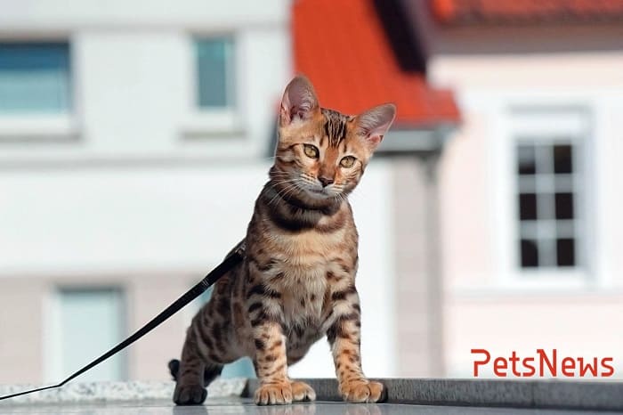 А надо ли домашним кошкам гулять?