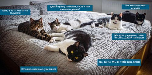 cat-dad-kittens-under-bed-8-1024x510_Кать_2