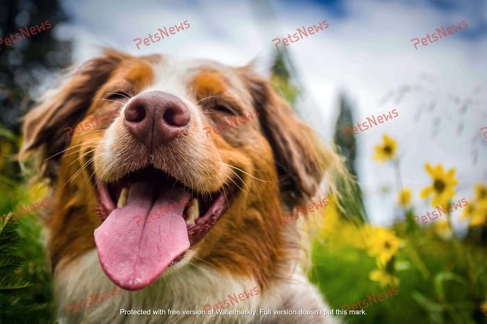 Водяной знак (1)