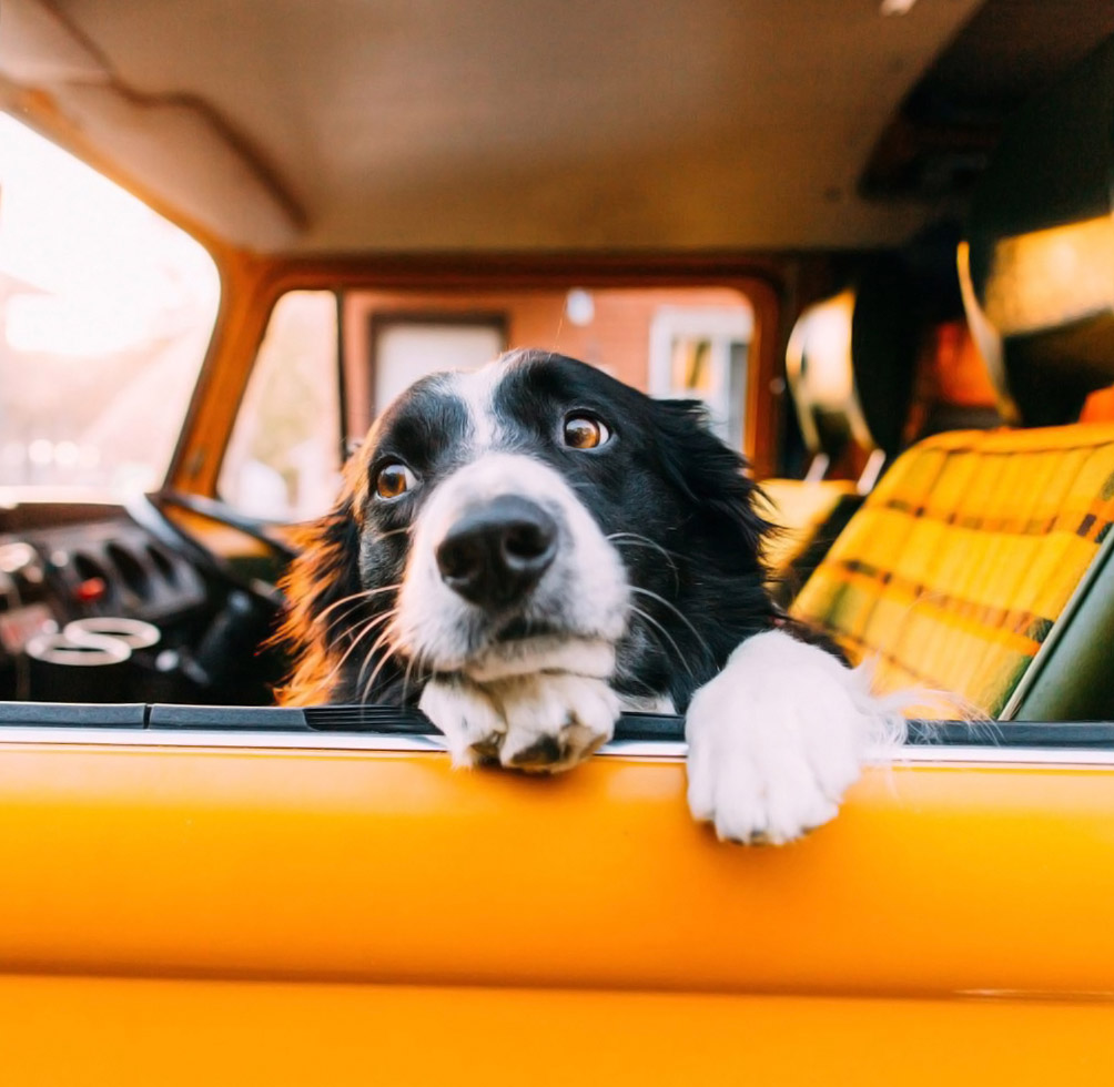 Yellow-car+Dog