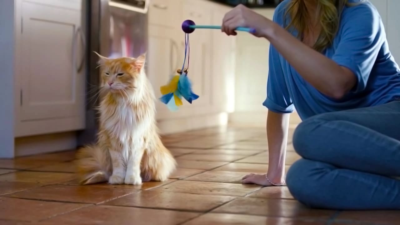 532638502_1280x720 (1)