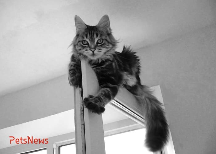 75503875-p12301902 (1)