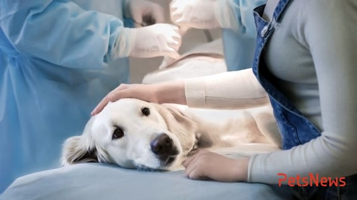 uhod-za-sobakoj-posle-sterilizatsii (1)