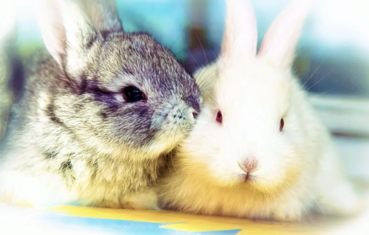 scale_1200 (2) (1) (1)