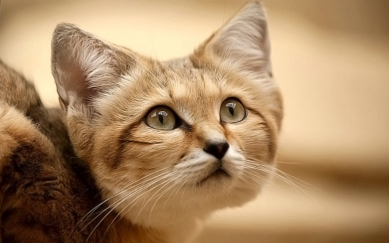 22-Бараханный кот - повелитель пустыни