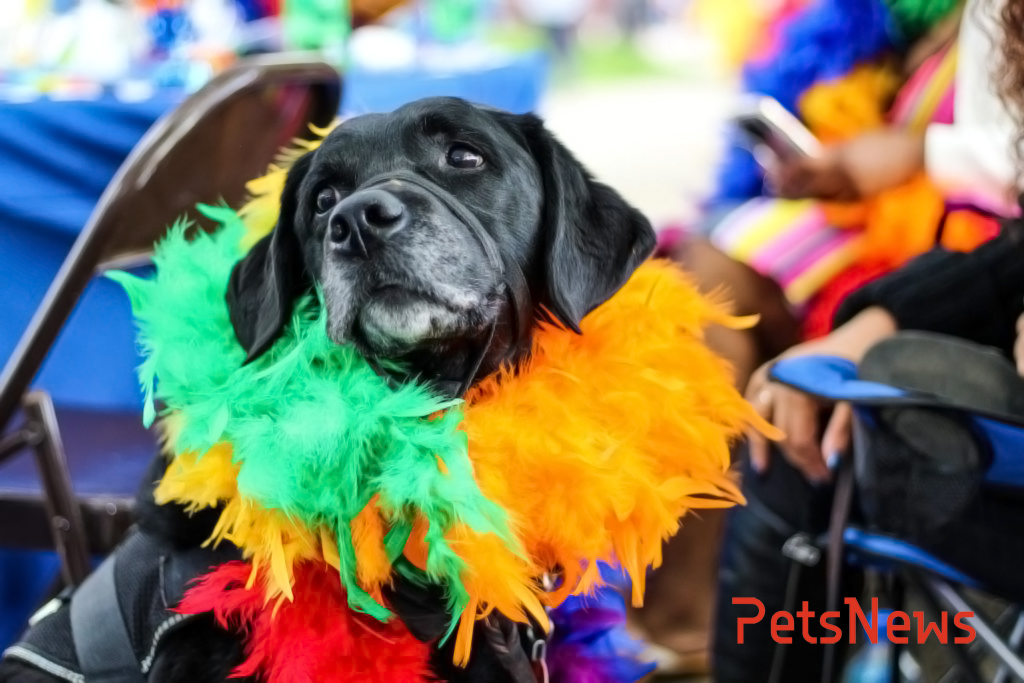 animal-carnival-celebration-2306831-1024x683