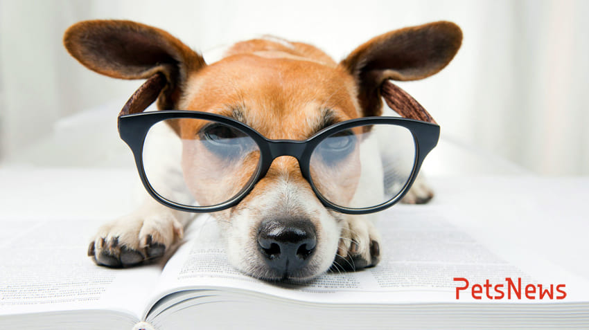 DogWithGlassesStudying850 (1)
