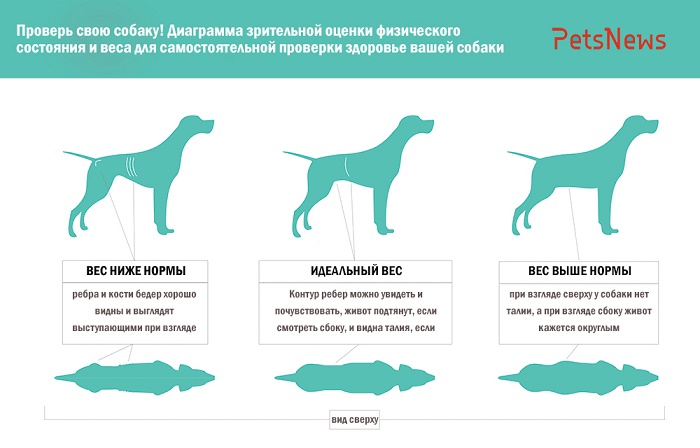 Схема веса собак
