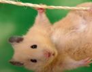 Смешные и милые хомячки
