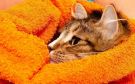 Расскажем как высушить кошку