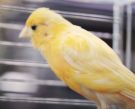 Канарейка - все о виде птицы