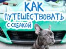 Как путешествовать с собакой